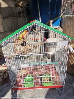 Lutino red eyes for sale