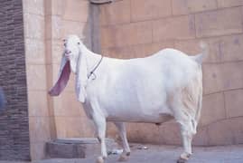 gulabi bakra white badshah wazan 6 maan