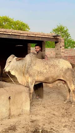 Qurbani bull for sale