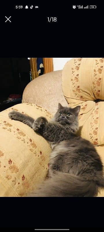 Persian triple coated make 0
