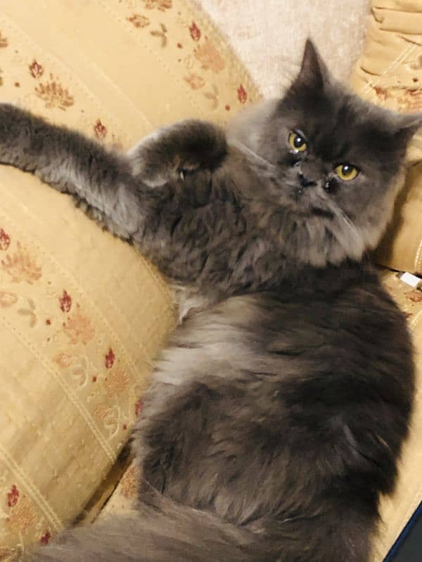 Persian triple coated make 1