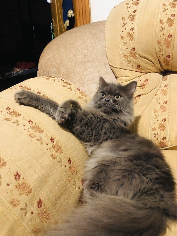 Persian triple coated make 2