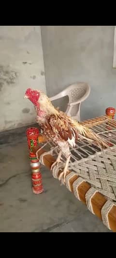 peela