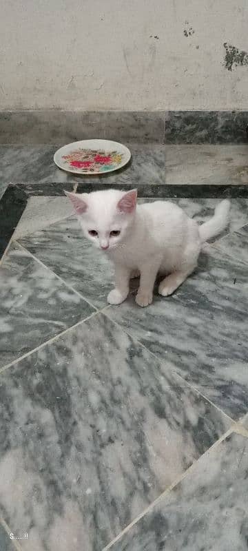3 month olds 3