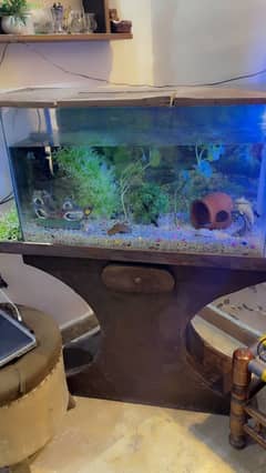 Full Fish set-up along with 8 healthy fishes and 28 babies