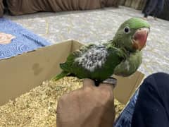 Raw parrot