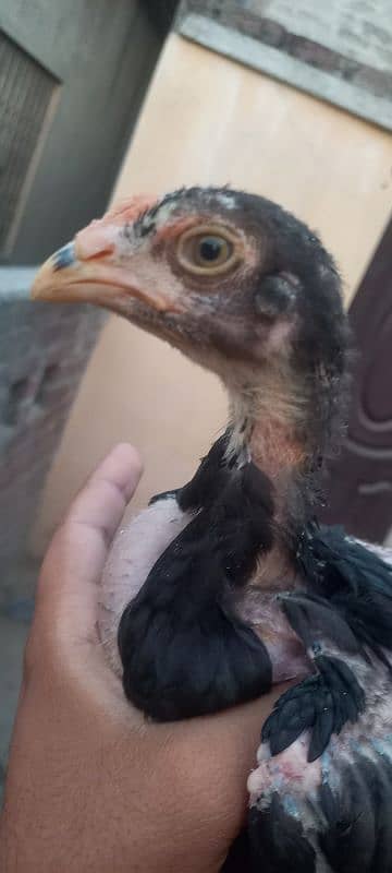 Aseel chick's for sale 0