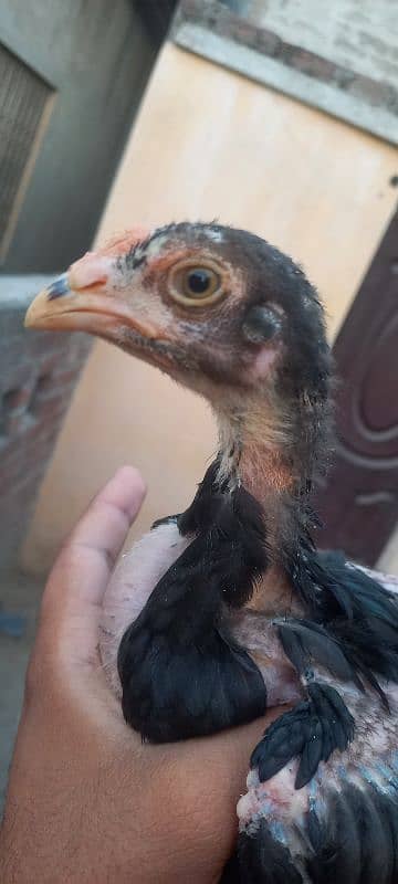Aseel chick's for sale 1