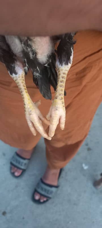 Aseel chick's for sale 2