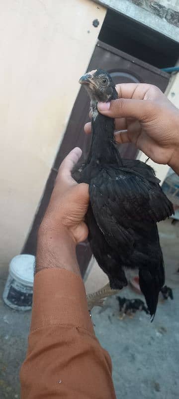 Aseel chick's for sale 3