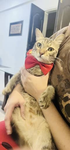 Male cat for Adoption