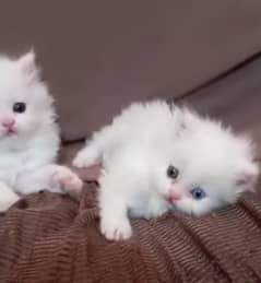 triple coated kittens heavy fluffy fur