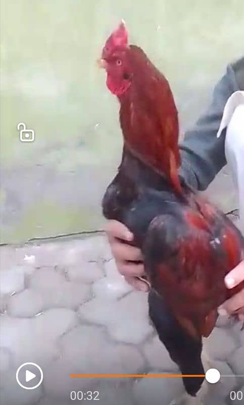 pure kili taja aseel breeder h 0