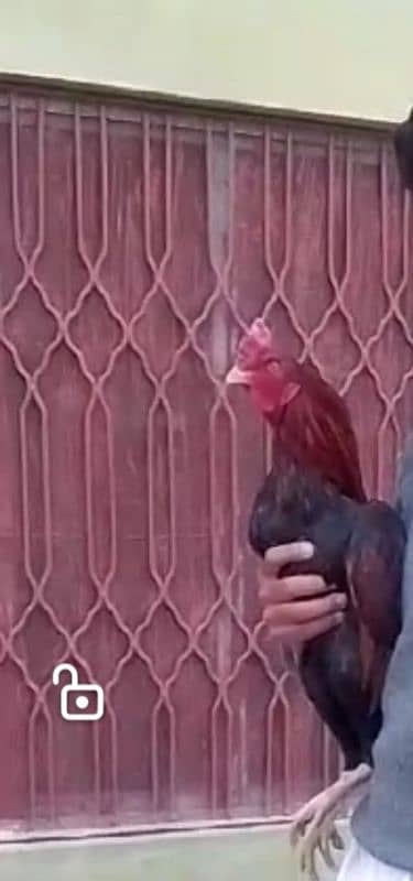 pure kili taja aseel breeder h 2