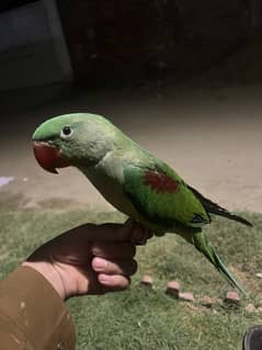 Kashmiri