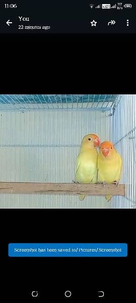 Decino pair available age 8 sa 9 months 0