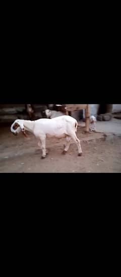 Larkana