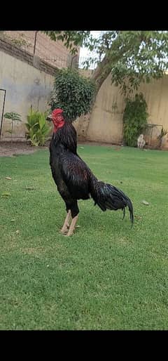 Mushki For sale