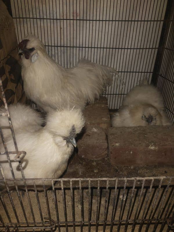 white silkie male and two females 0