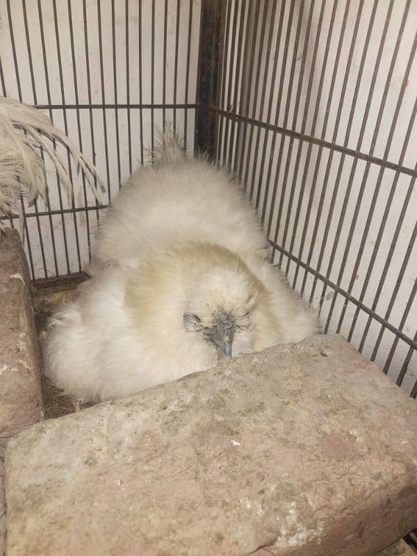 white silkie male and two females 1