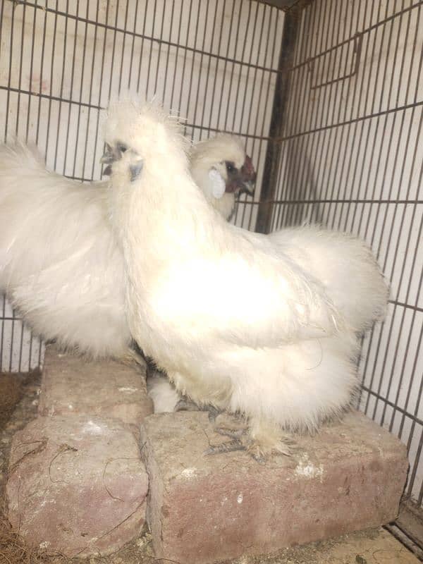 white silkie male and two females 2