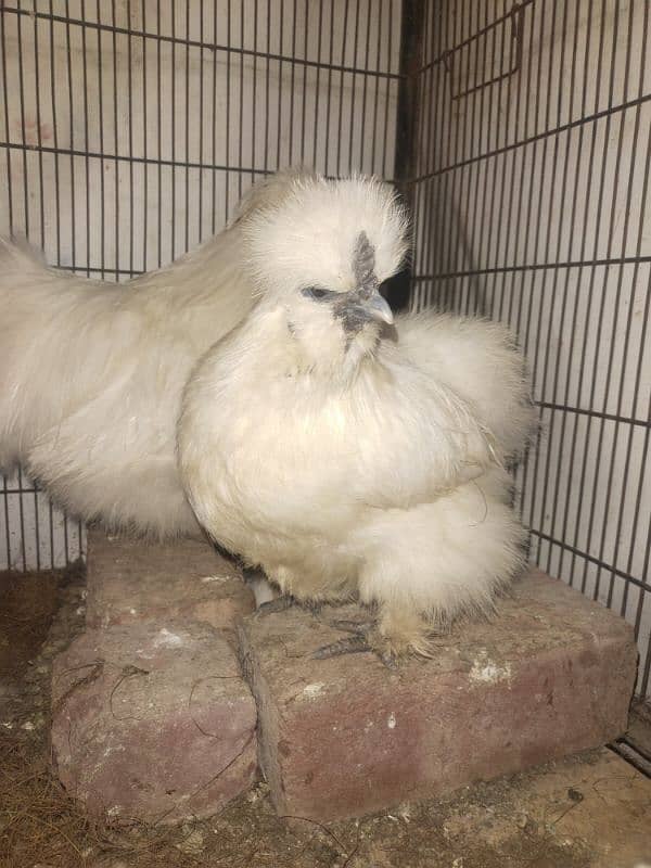 white silkie male and two females 3