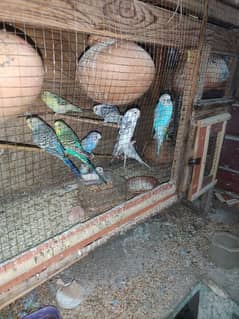 20 australian parrot