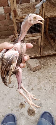 aseel chick for sale male hai just 2000 aik hi reh gya