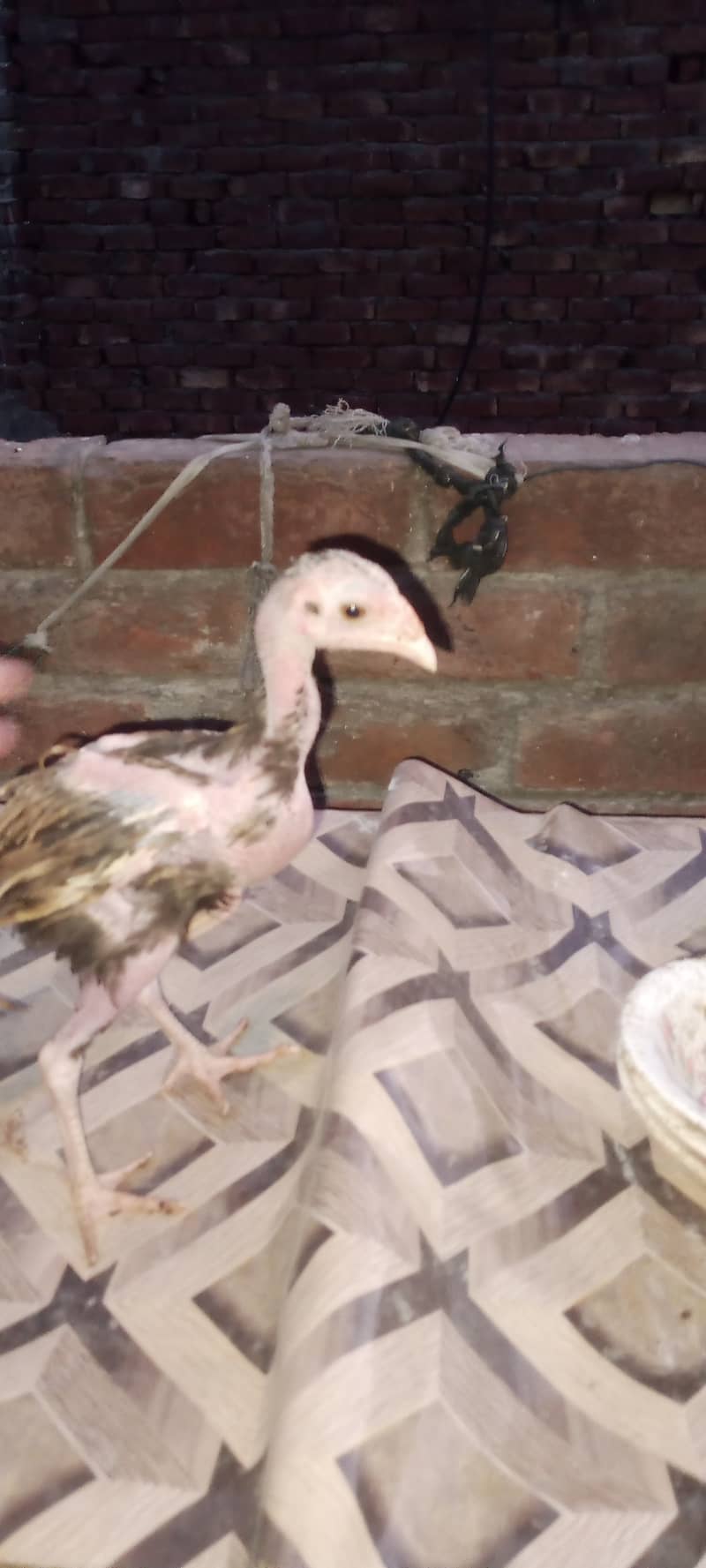 aseel chick for sale male hai just 2000 aik hi reh gya 1