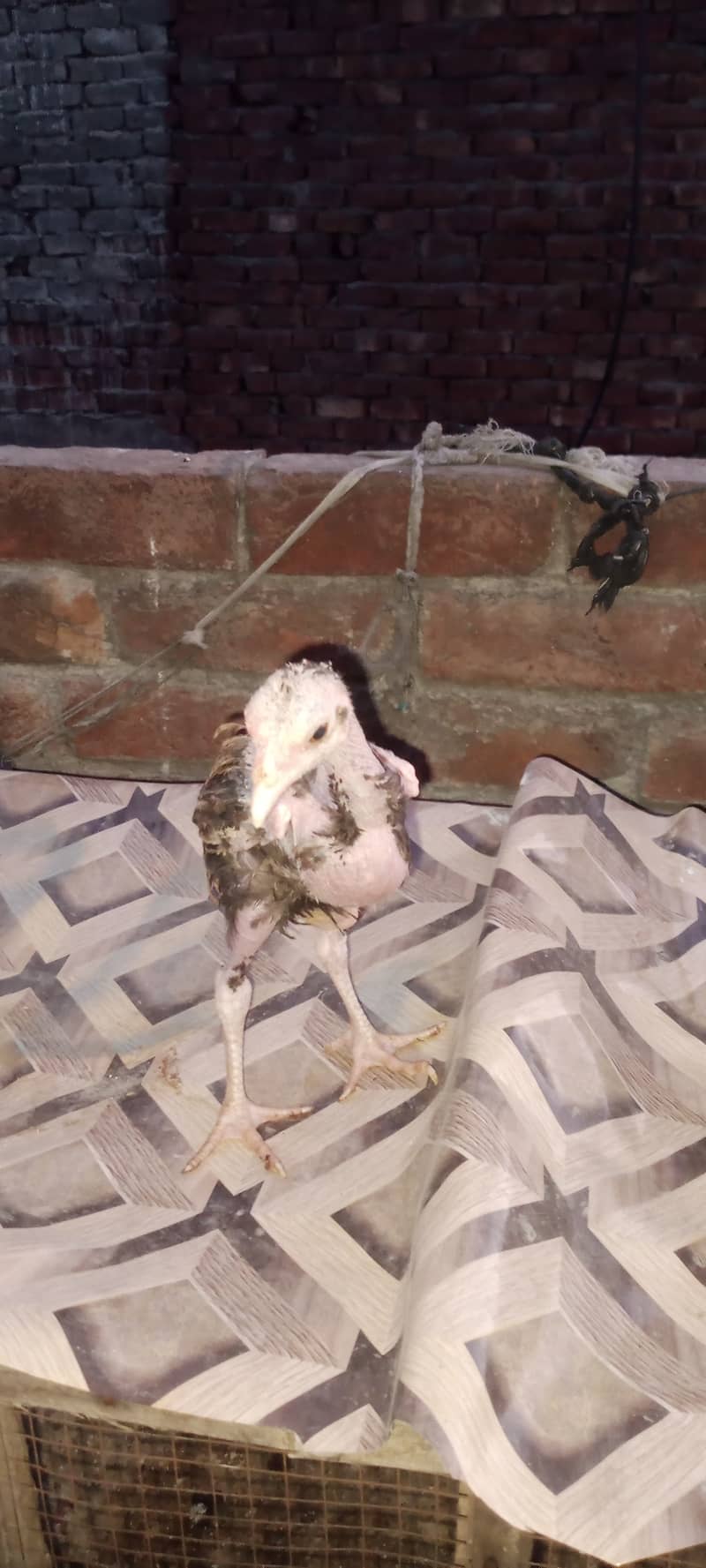 aseel chick for sale male hai just 2000 aik hi reh gya 2