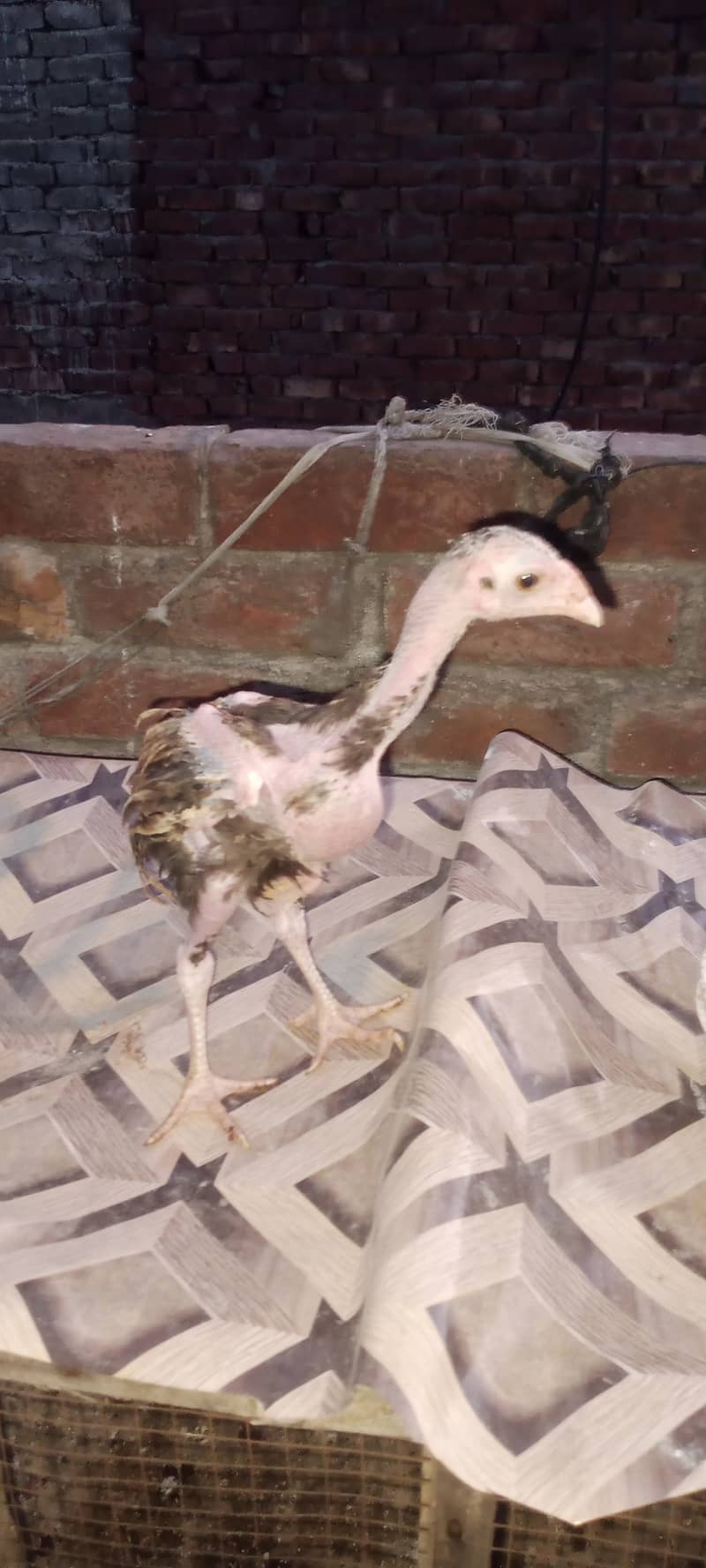 aseel chick for sale male hai just 2000 aik hi reh gya 3