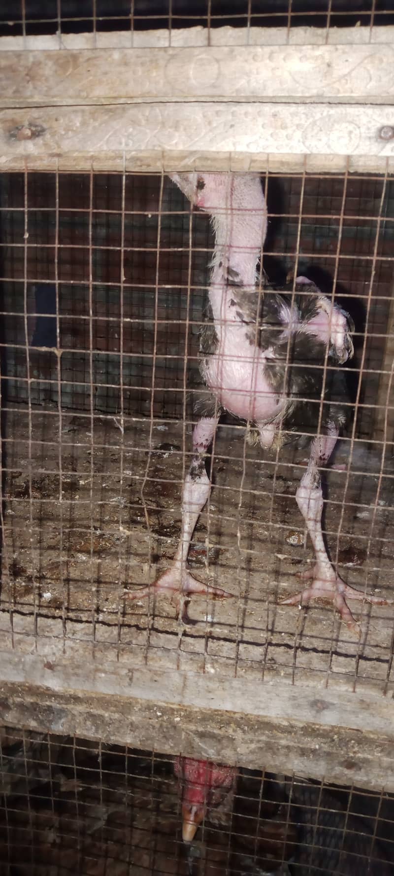 aseel chick for sale male hai just 2000 aik hi reh gya 5