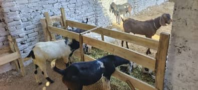 Qurbani