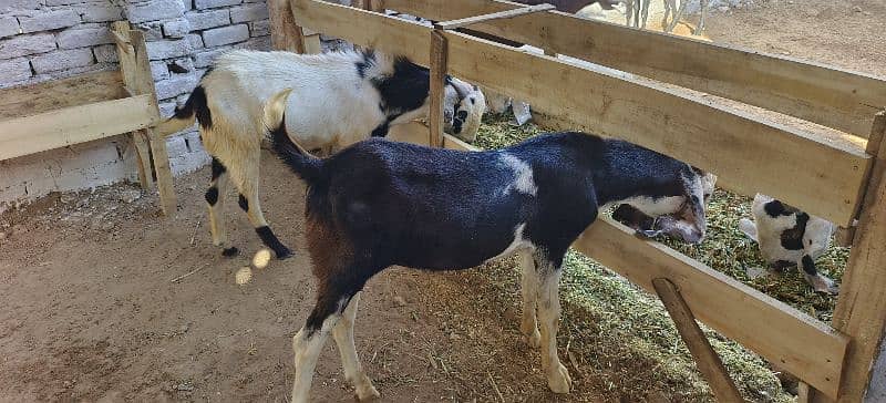 Qurbani k lie Desi Bakry, Munasib Qeemat main 1