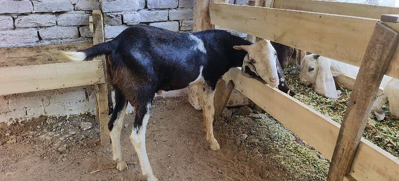Qurbani k lie Desi Bakry, Munasib Qeemat main 2