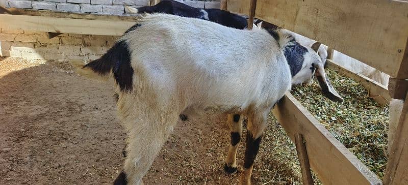 Qurbani k lie Desi Bakry, Munasib Qeemat main 3