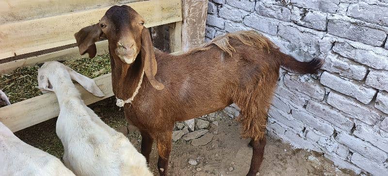 Qurbani k lie Desi Bakry, Munasib Qeemat main 4