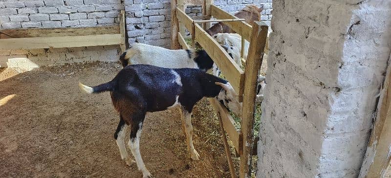 Qurbani k lie Desi Bakry, Munasib Qeemat main 5