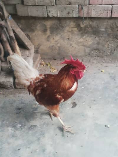 Adult Murgya For Sale