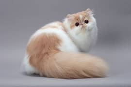 cats for sale