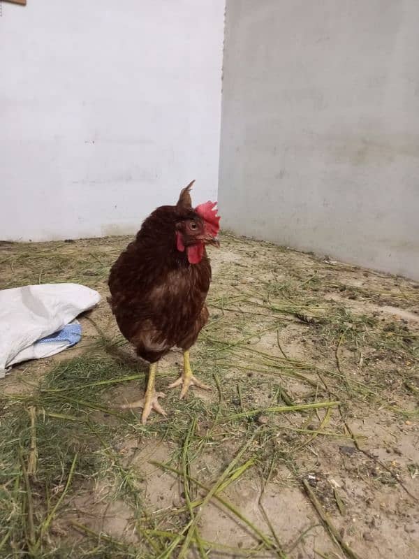 Rooster & Hens for sale 10