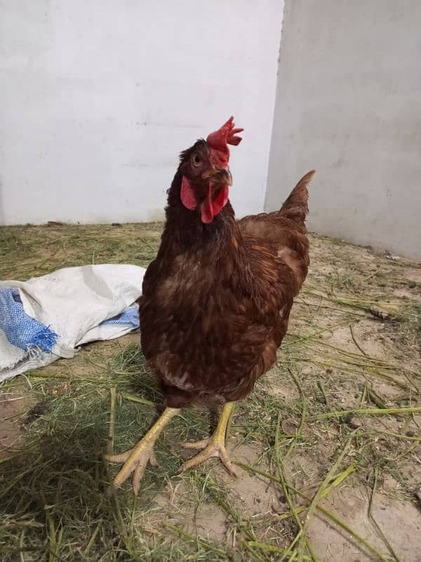 Rooster & Hens for sale 11