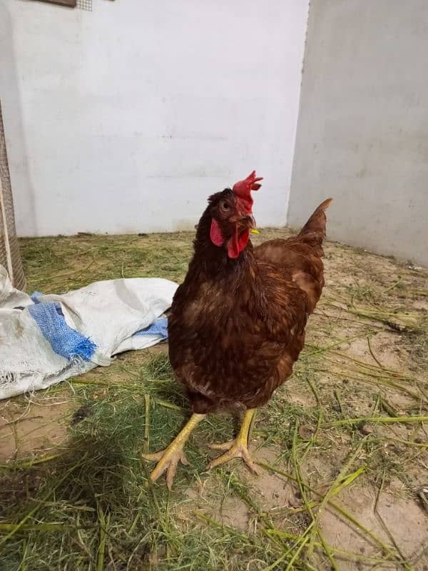 Rooster & Hens for sale 0