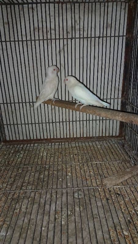 all breedar pairs for sale 0