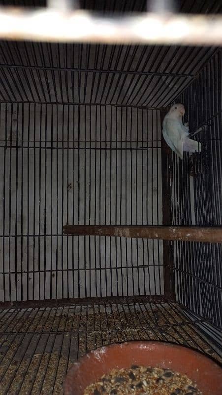 all breedar pairs for sale 1