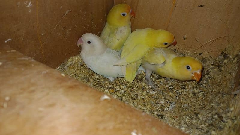 all breedar pairs for sale 3