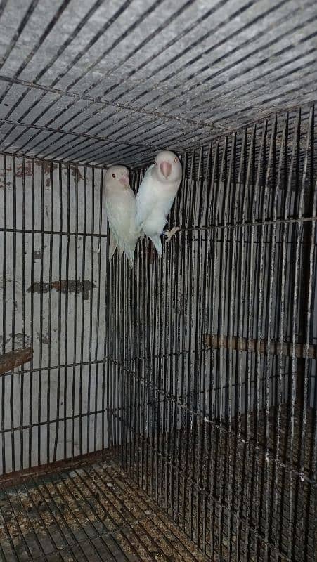 all breedar pairs for sale 4
