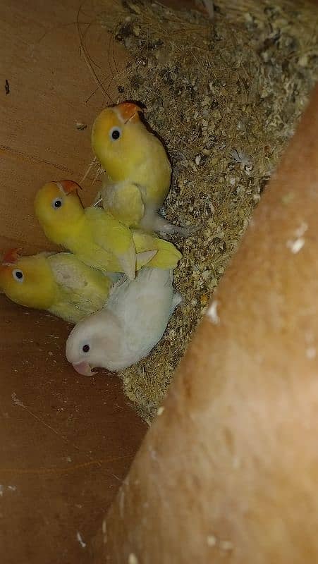 all breedar pairs for sale 5