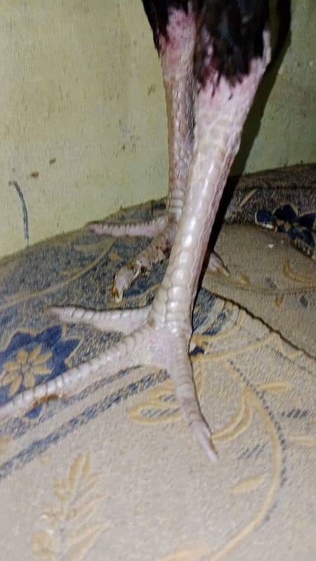 Burmi Back Footer + Thai Patha Available 3