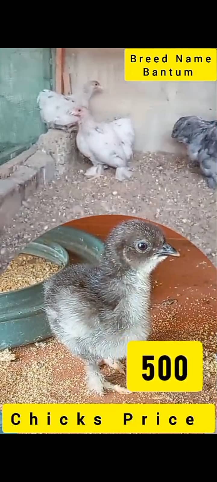 Bantam chicks 0